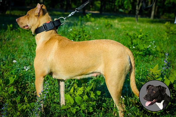 Comfortable to use nylon Pitbull collar