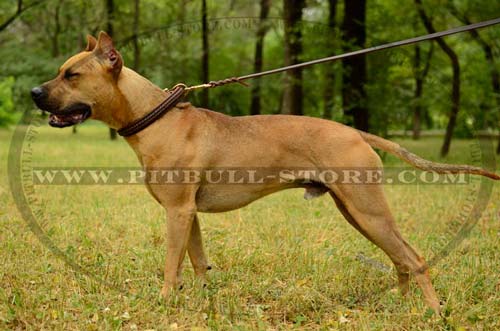 Collar for training and everyday activities