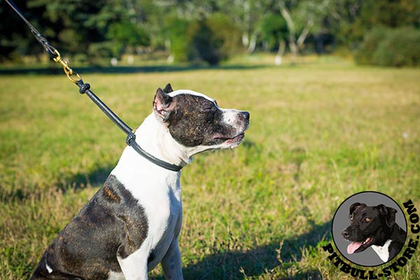 Round leather choke collar for Pitbull