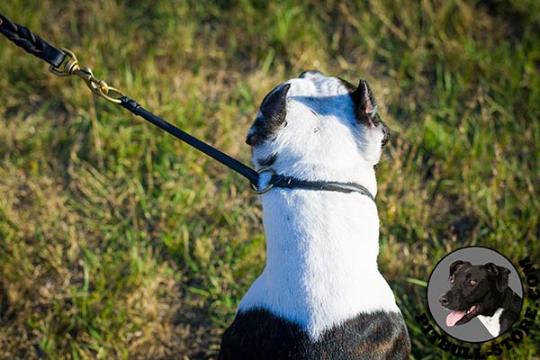 Safe walking leather Pitbull choke collar