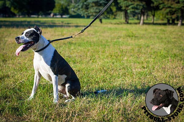 Leather training choke collar for Pitbull