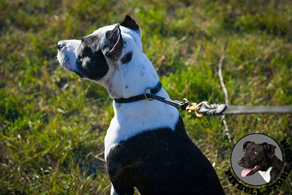 Handcrafted leather Pitbull collar for training