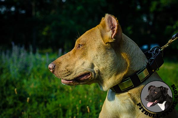 Handcrafted collar for Pitbull walking