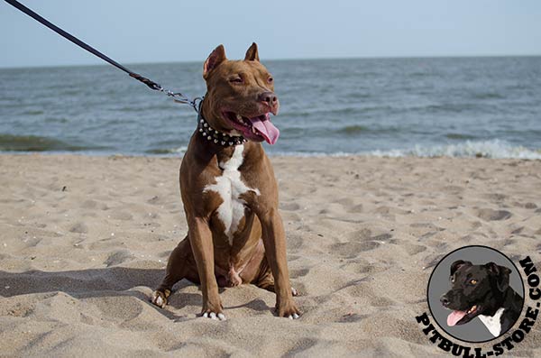 Wide leather dog collar with decorations for Pitbull