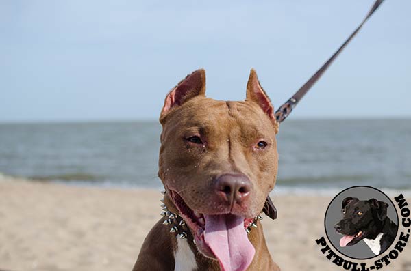 Extra wide durable leather Pitbull collar 