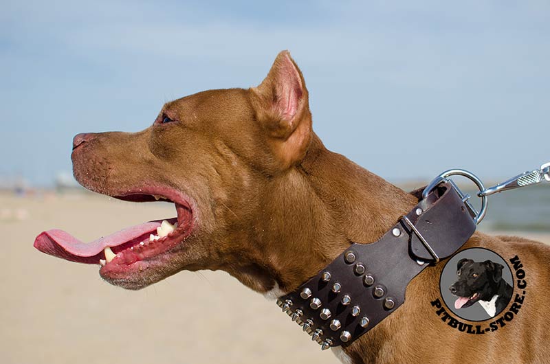 3 inch wide dog collars best sale pitbull