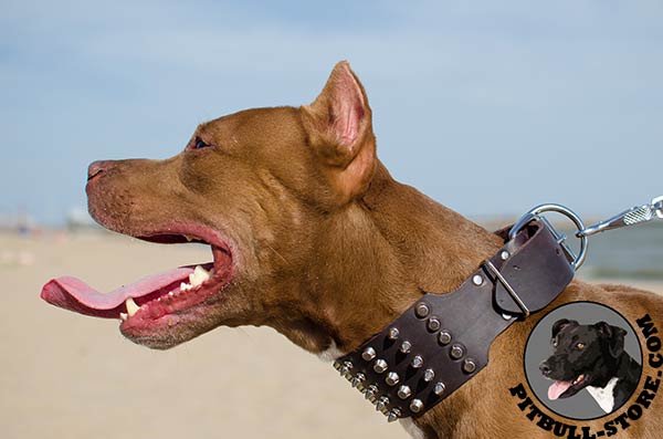 Extra wide Pitbull dog collar with 5 rows of pyramids with spikes