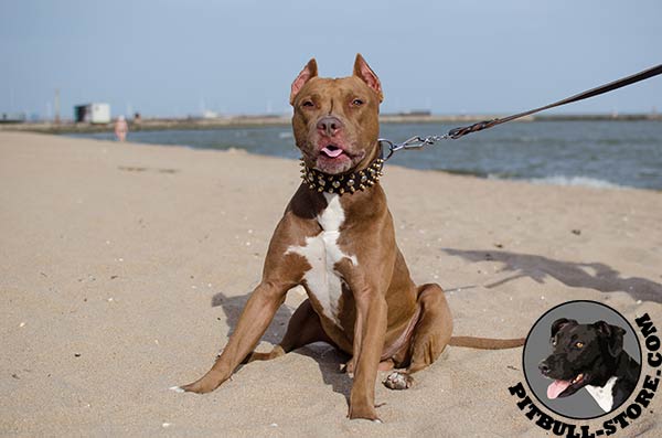 Perfectly decorated Pitbull dog collar