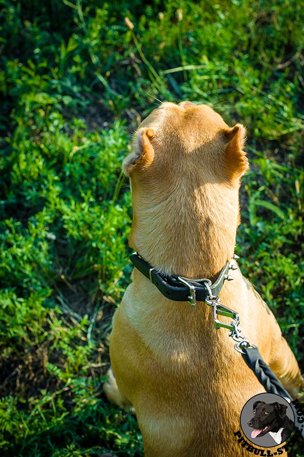 Pitbull collar with rust-resistant hardware
