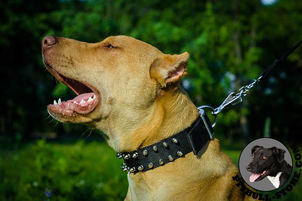 Dog collar for Pitbull
