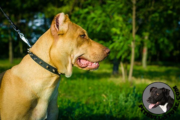 Leather walking Pitbull collar with spikes