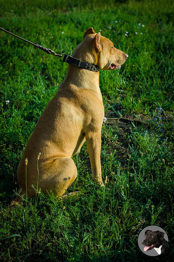 Durable leather Pitbull collar with brass hardware