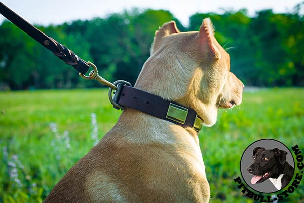 Pitbull collar made of specially selected leather