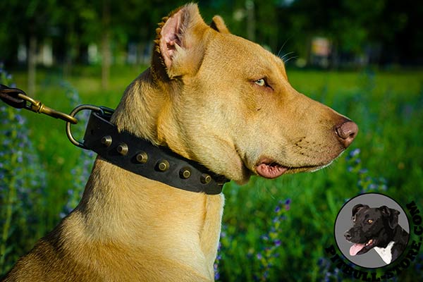 Best quality Pitbull walking collar