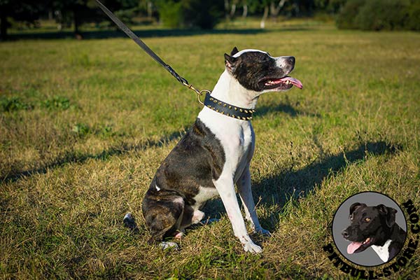 Pitbull collar for everyday street walks