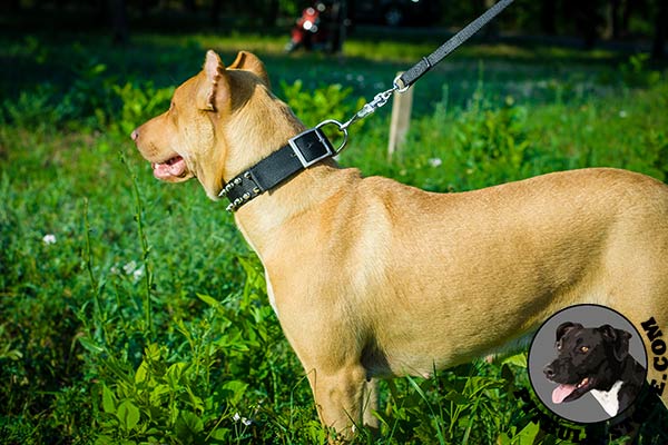 Reliable hardware on Pitbull collar