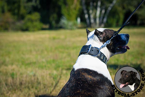 Rust-resistant hardware on leather Pitbull collar