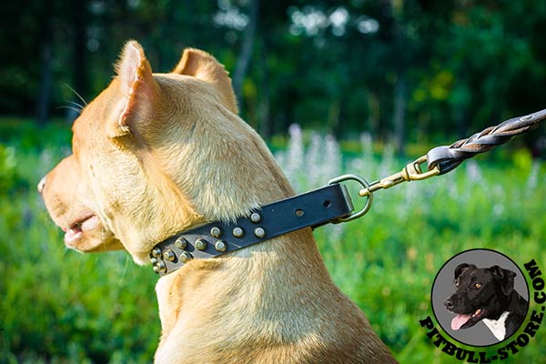 Decorated leather Pitbull collar with strong D-ring