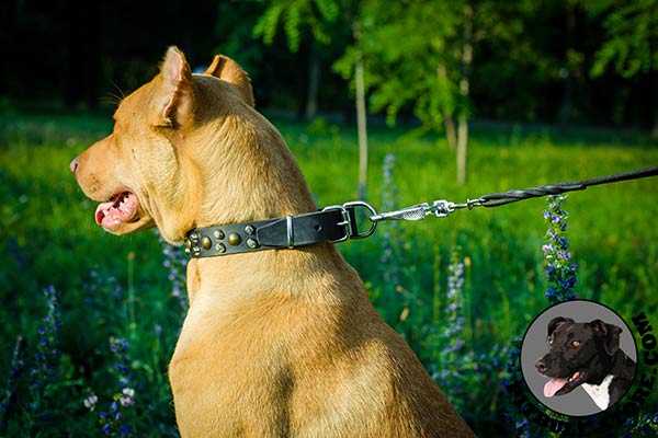 Natural leather Pitbull collar with studs