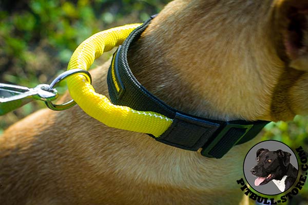 Convenient handle on Pitbull dog collar