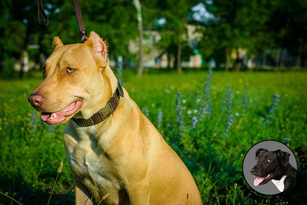 Leather Pitbull collar with plates for walking in style