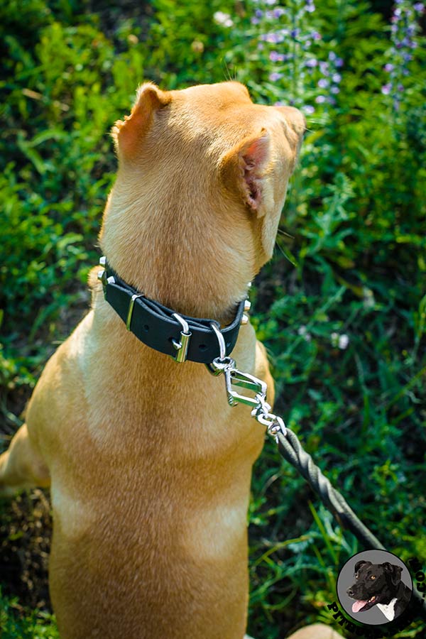 Nickel plated steel buckle and D-ring on leather Pitbull collar