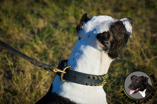 Brass hardware on Pitbull collar