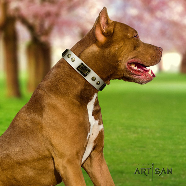 Pitbull comfortable full grain genuine leather dog collar with top notch adornments