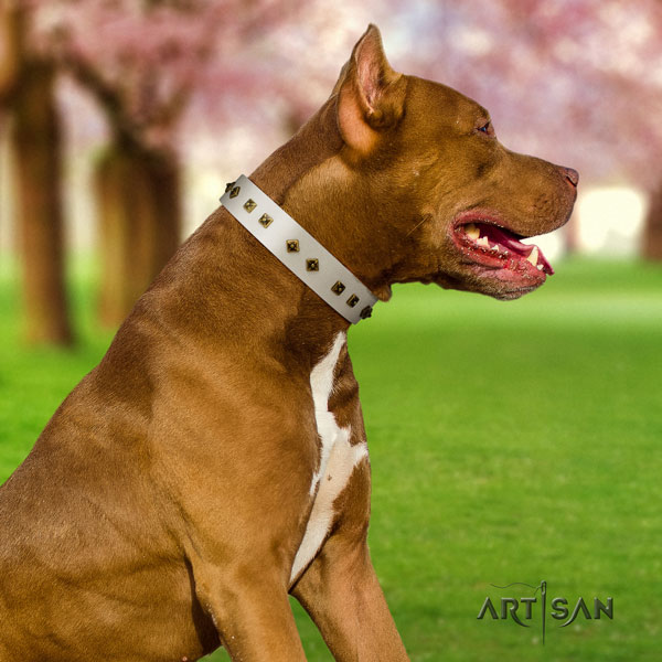 Pitbull easy adjustable full grain leather dog collar with stylish embellishments