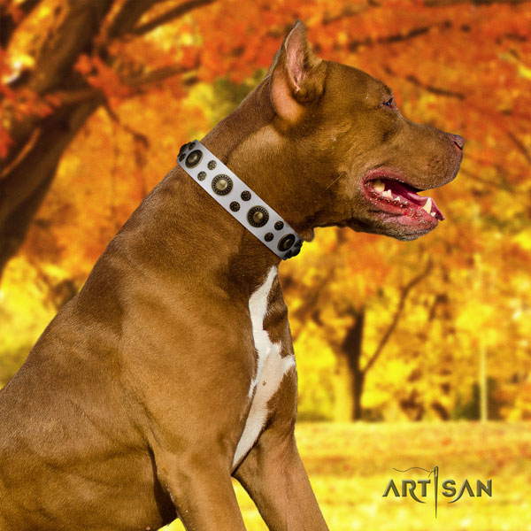 Pitbull stunning leather collar with embellishments for your canine