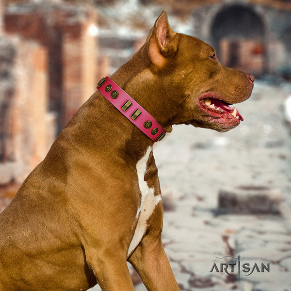 Pitbull perfect fit full grain natural leather dog collar with stylish design studs