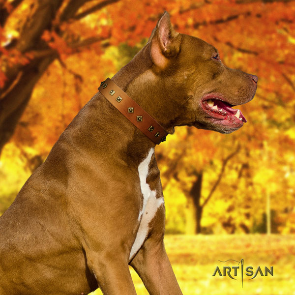 Pitbull adjustable full grain natural leather dog collar with inimitable decorations