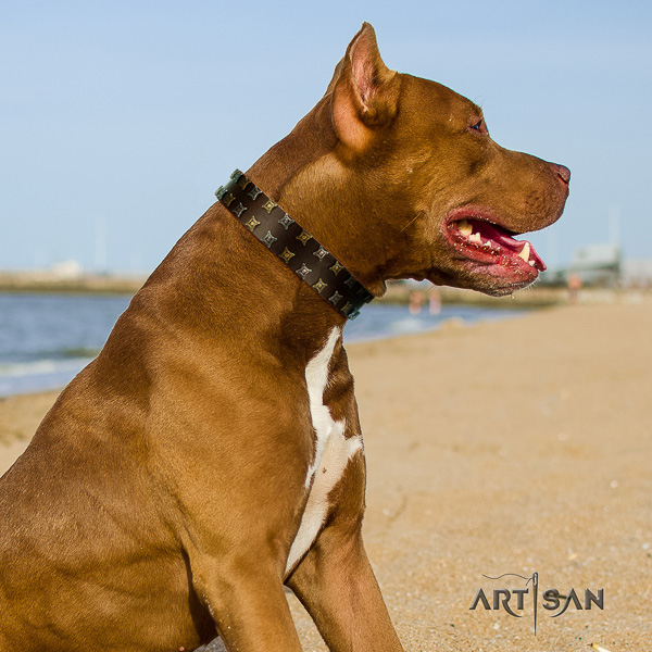 Pitbull exquisite studded full grain natural leather dog collar for daily use