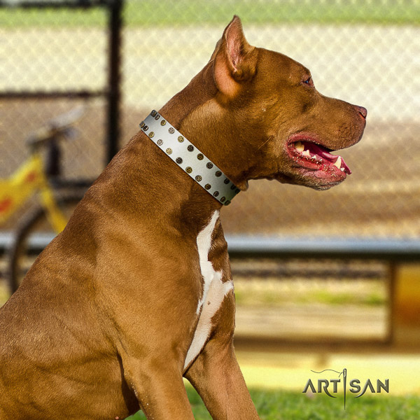 Pitbull inimitable embellished full grain leather dog collar for comfy wearing