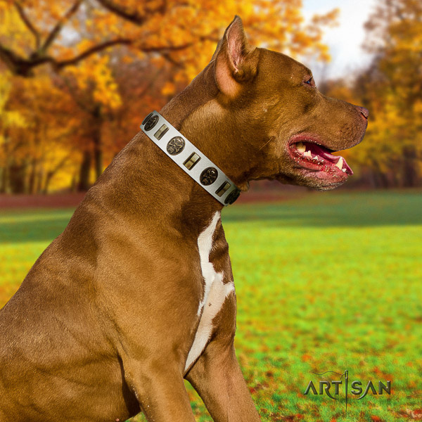 Pitbull designer studded genuine leather dog collar for walking