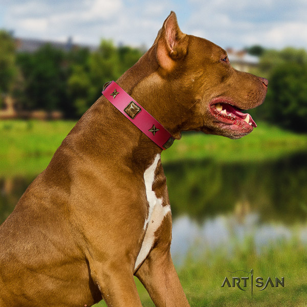 Pitbull impressive embellished genuine leather dog collar for daily walking