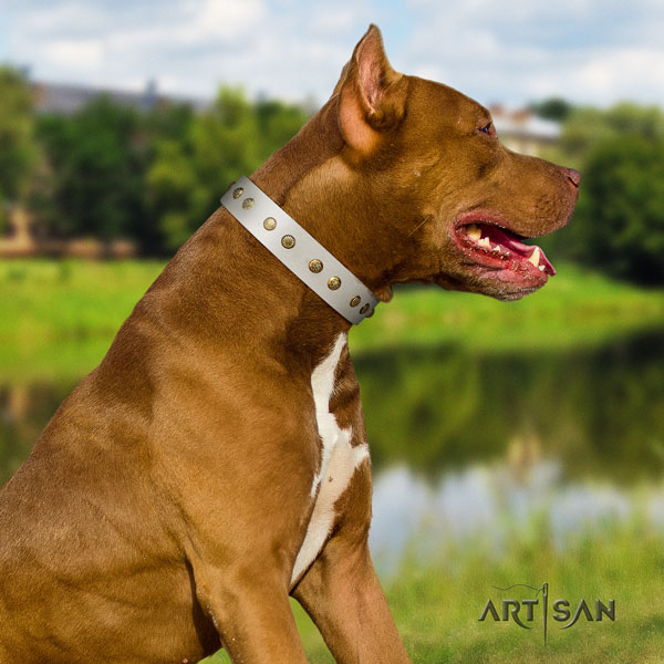 Pitbull perfect fit leather collar with embellishments for your four-legged friend