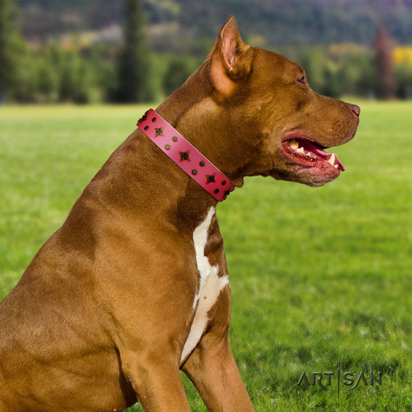 Pitbull awesome natural genuine leather collar with adornments for your doggie