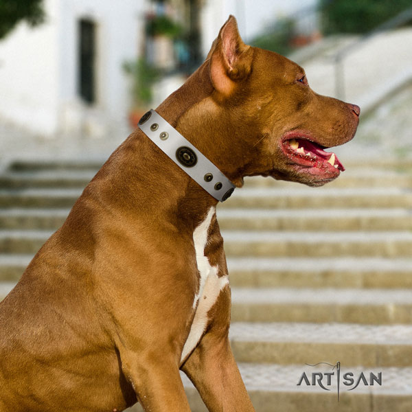 Pitbull inimitable full grain natural leather collar with studs for your dog