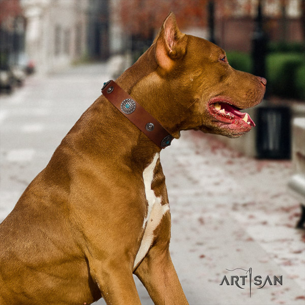 Pitbull significant studded full grain genuine leather dog collar for fancy walking