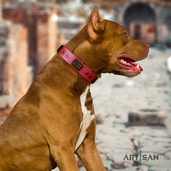 Pitbull fine quality full grain genuine leather dog collar with amazing adornments