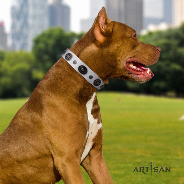 Pitbull awesome genuine leather collar with adornments for your dog