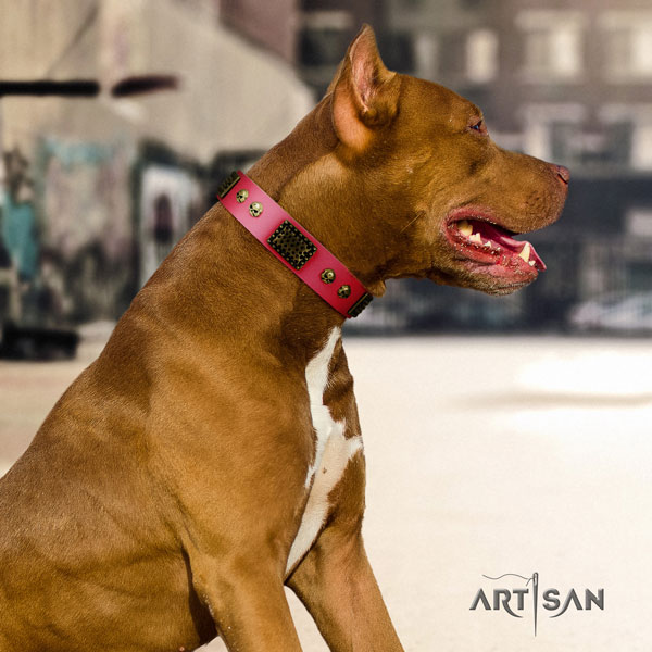 Pitbull easy adjustable full grain natural leather dog collar with significant embellishments