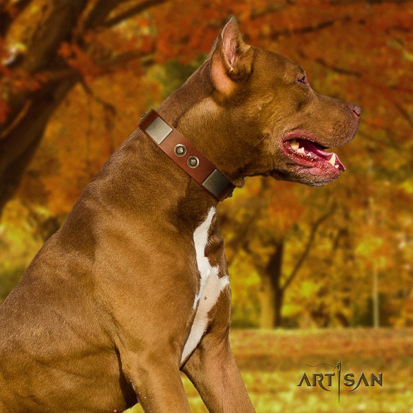 Pitbull stunning decorated full grain leather dog collar for everyday walking