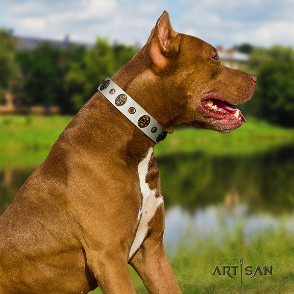 Pitbull extraordinary embellished leather dog collar for daily use