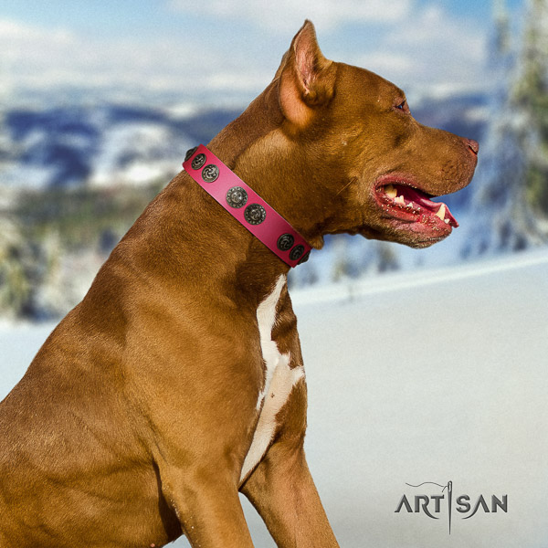 Pitbull impressive decorated natural leather dog collar for handy use