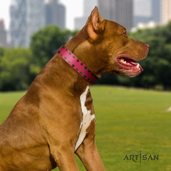 Pitbull exceptional decorated full grain leather dog collar for handy use