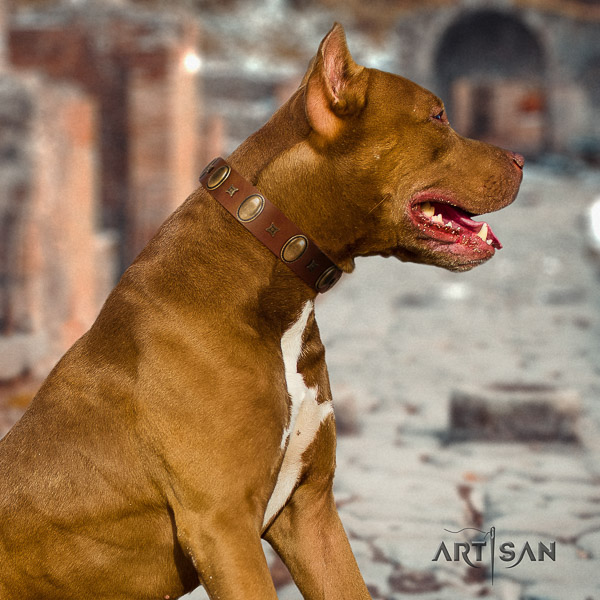Pitbull impressive studded genuine leather dog collar for daily walking