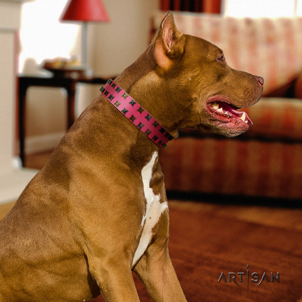 Pitbull remarkable embellished full grain leather dog collar for daily use