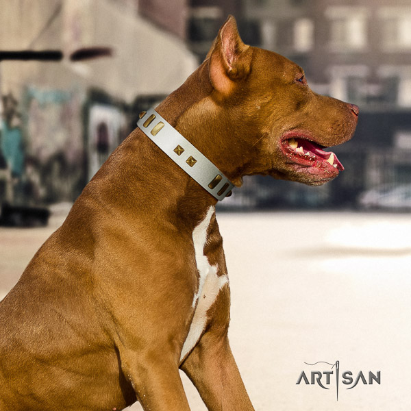 Pitbull significant decorated full grain genuine leather dog collar for fancy walking